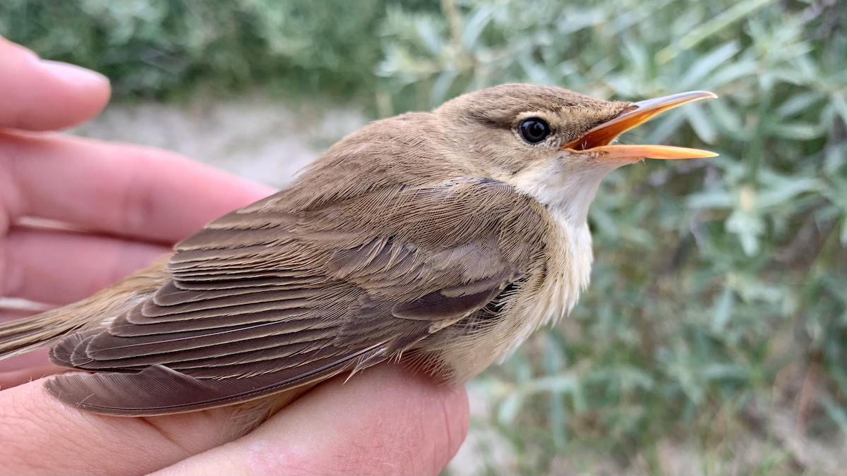 Common Reed Warbler (Common) - ML620634388