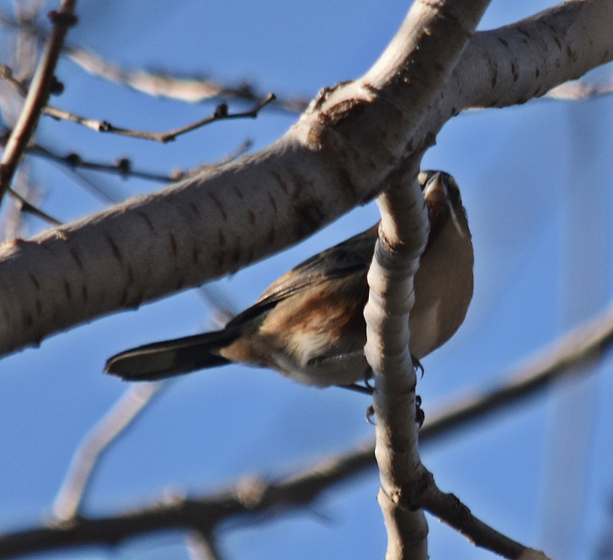 Black-and-chestnut Warbling Finch - ML620634392