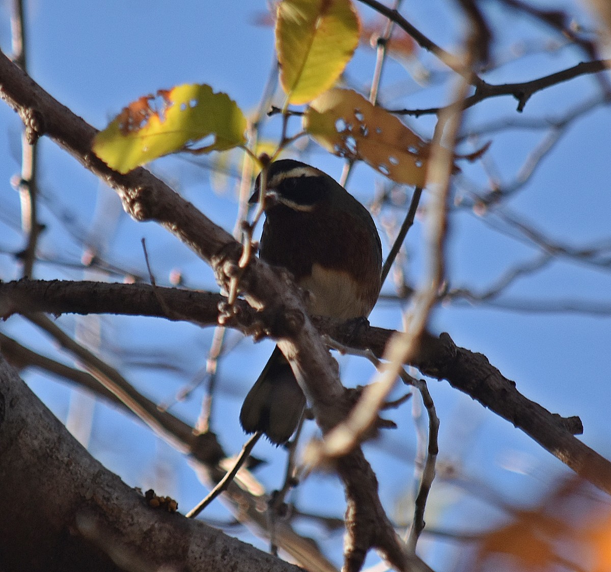 Black-and-chestnut Warbling Finch - ML620634395