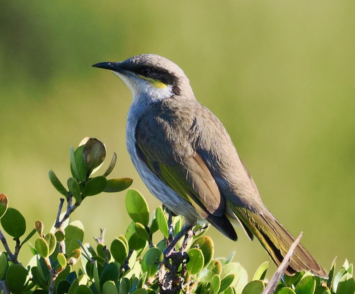 Singing Honeyeater - ML620634402