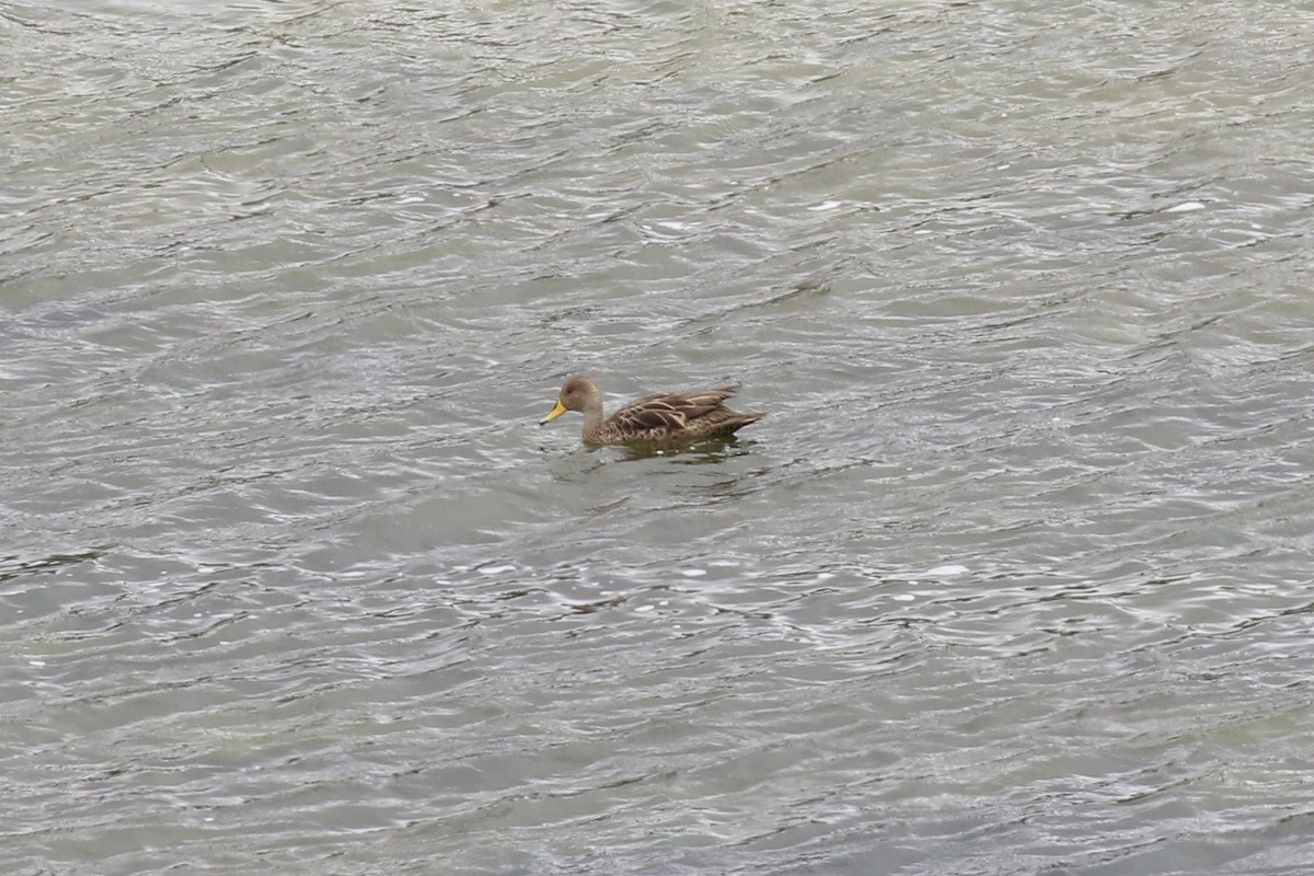 Yellow-billed Pintail (South American) - ML620634414