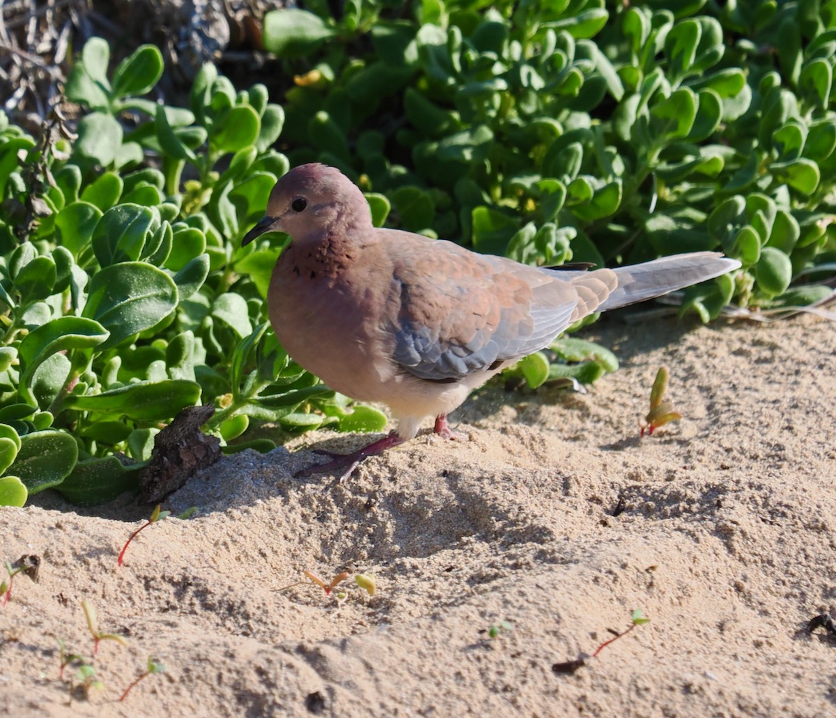 Laughing Dove - ML620634415