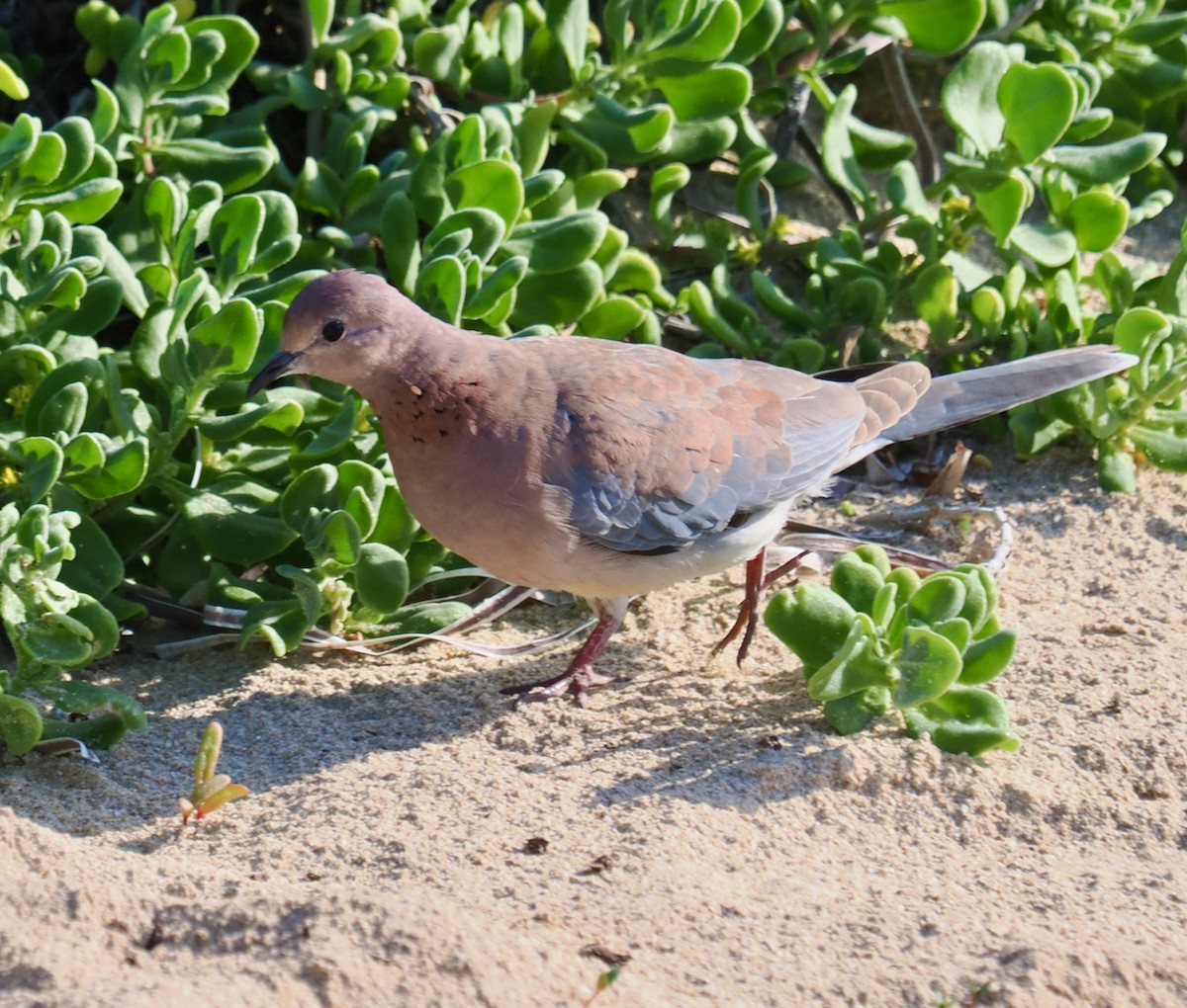 Laughing Dove - ML620634416