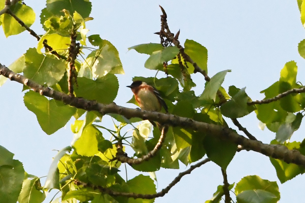 Bay-breasted Warbler - ML620634437