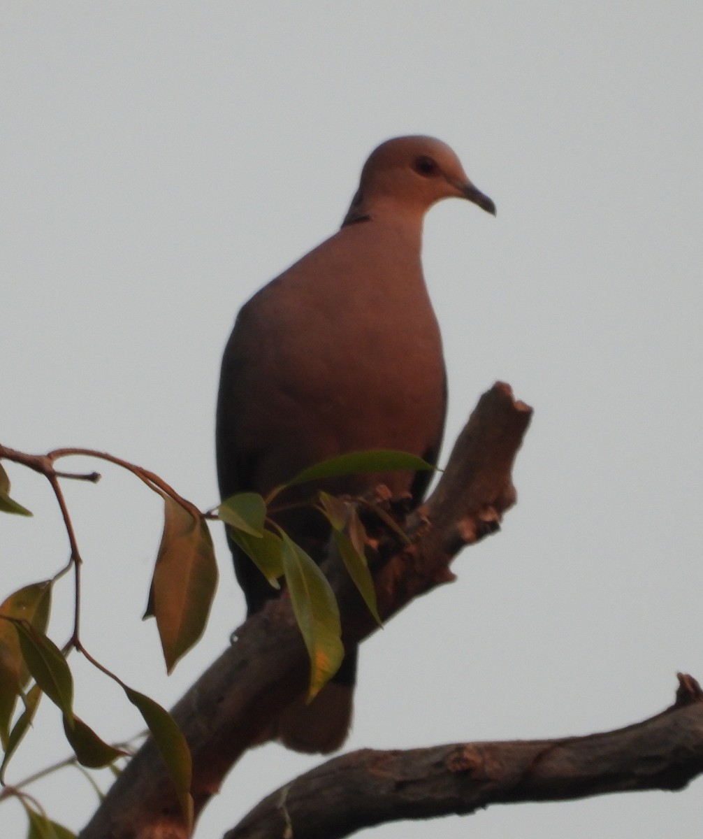 Red-eyed Dove - ML620634444