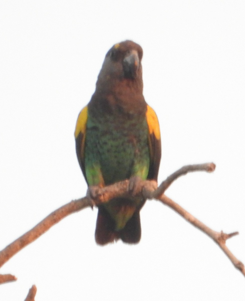 Brown-necked Parrot - ML620634449