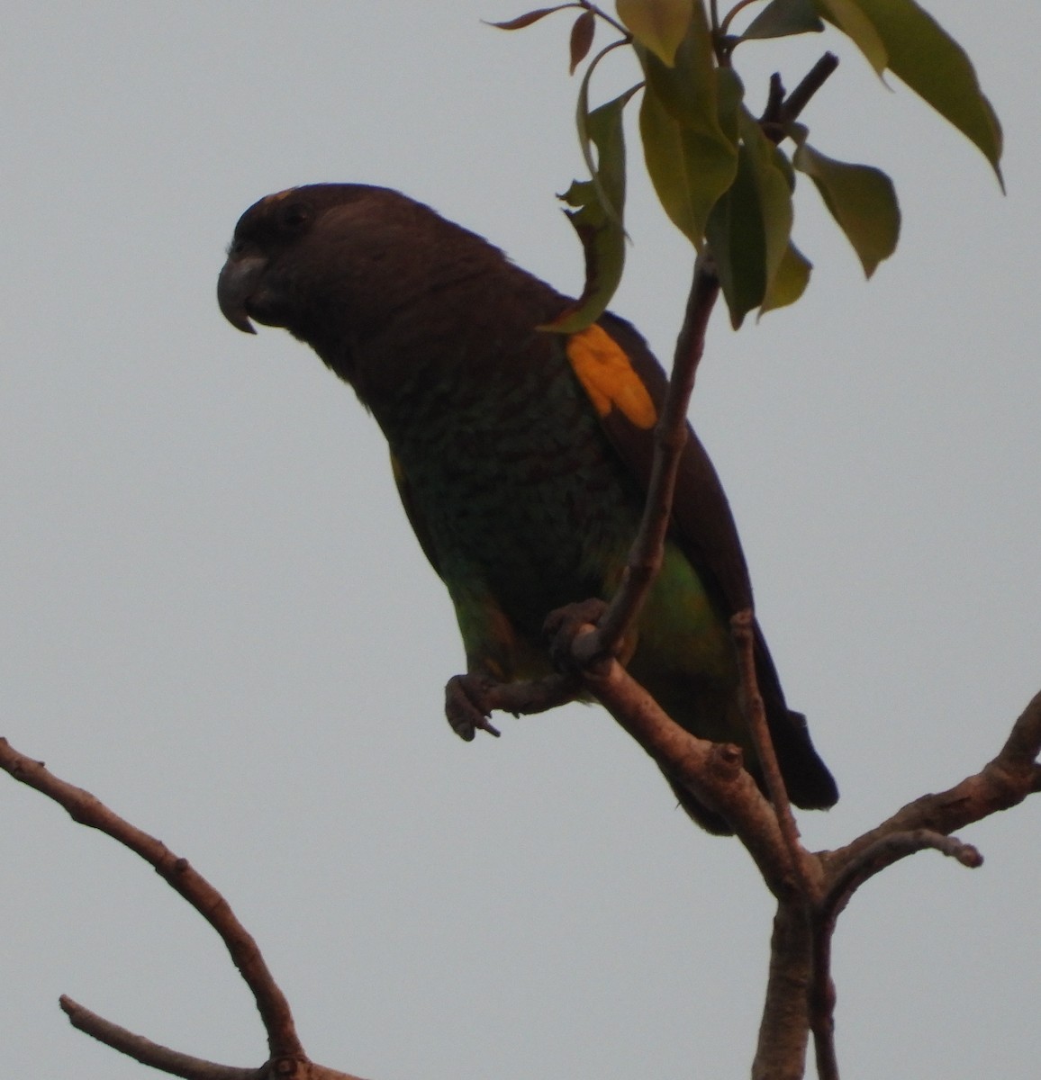 Brown-necked Parrot - ML620634450