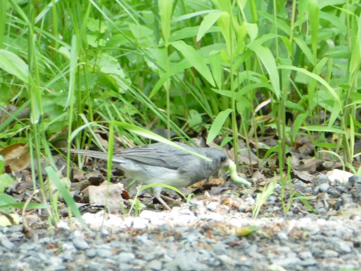 Junco Ojioscuro - ML620634451