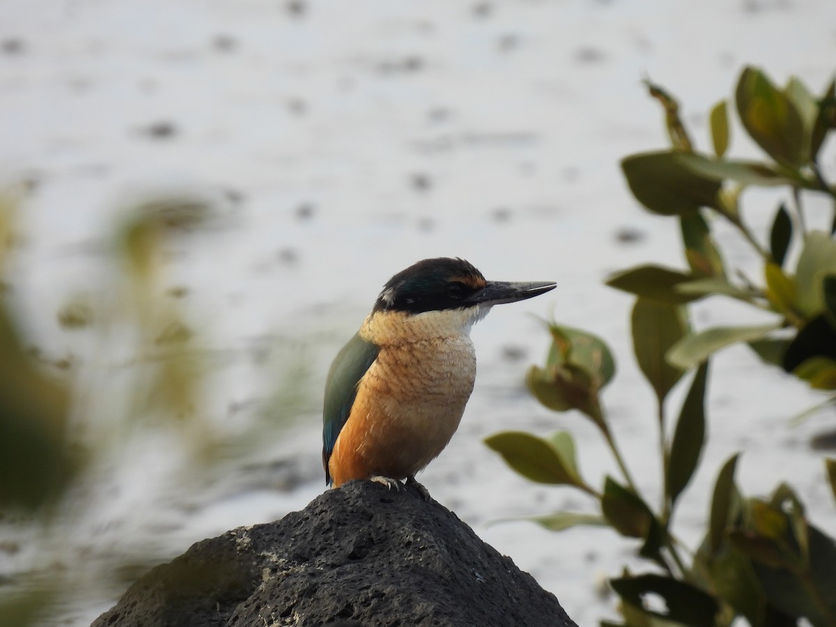 Sacred Kingfisher - ML620634492