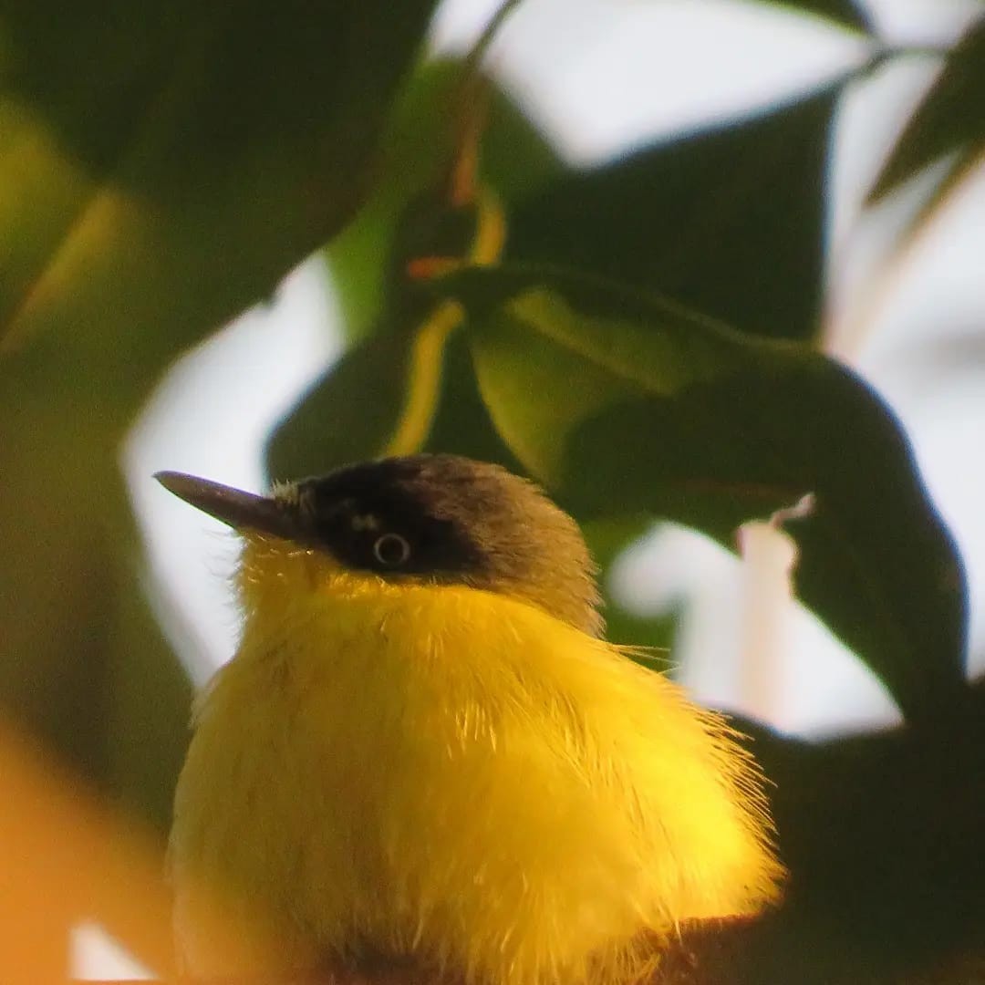 Common Tody-Flycatcher - ML620634494