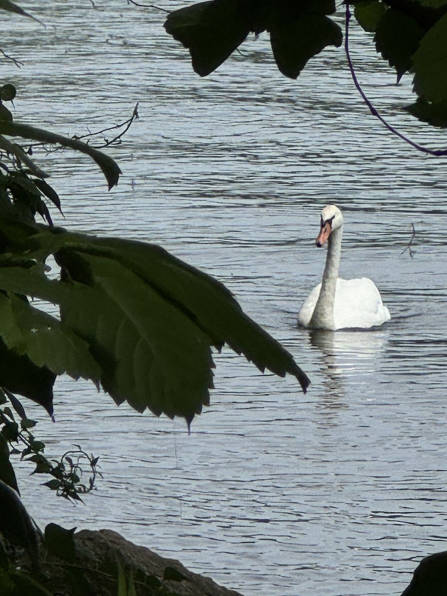 Mute Swan - ML620634496