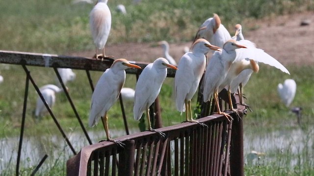 Western Cattle Egret - ML620634498