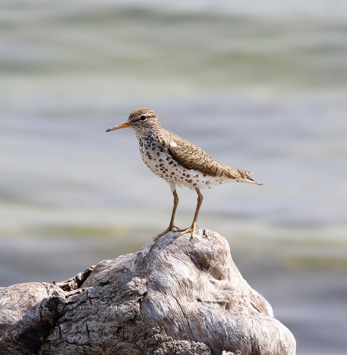 Spotted Sandpiper - ML620634499