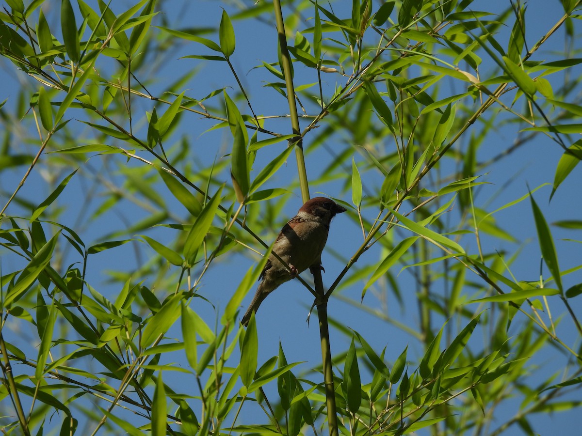 Eurasian Tree Sparrow - ML620634504