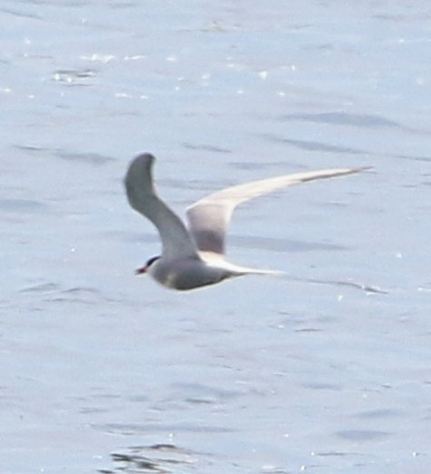 Common Tern - ML620634509