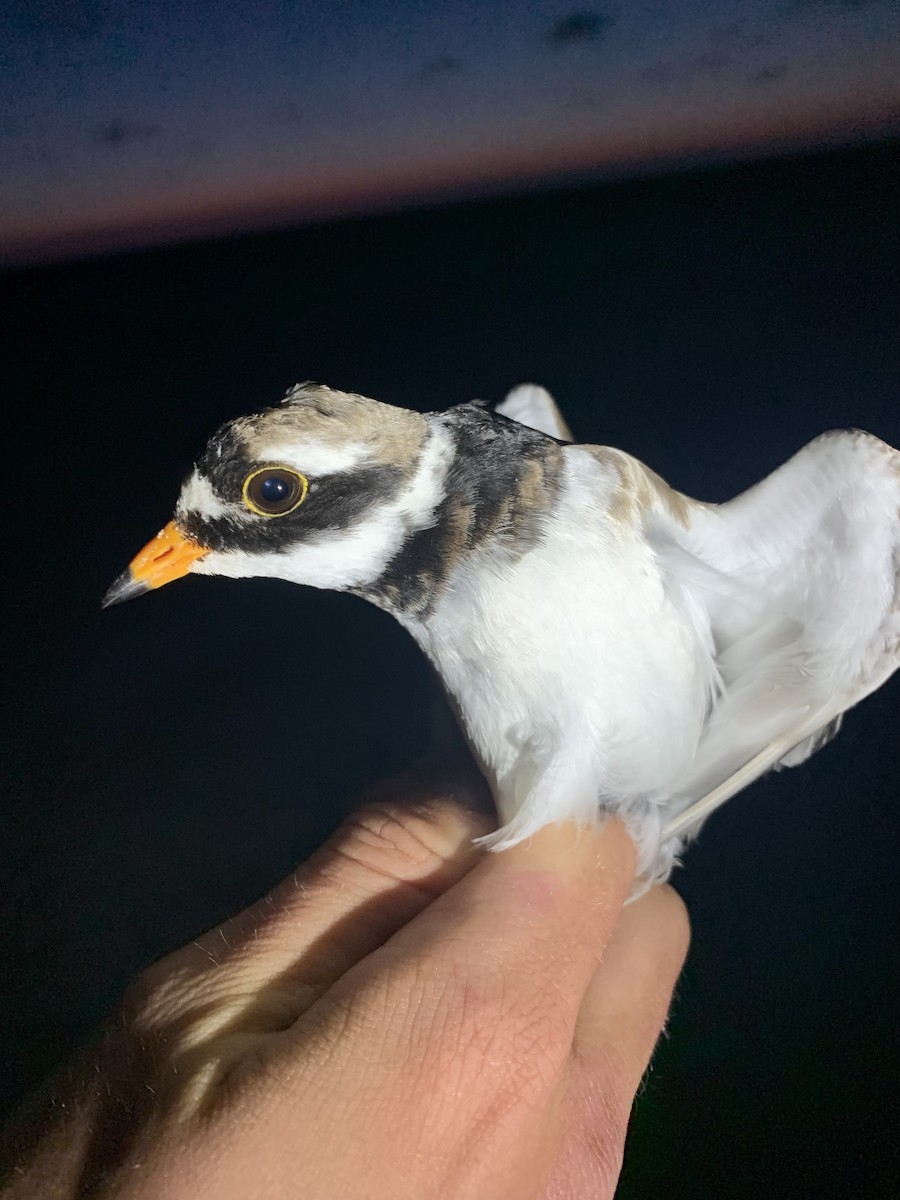 Common Ringed Plover - ML620634519