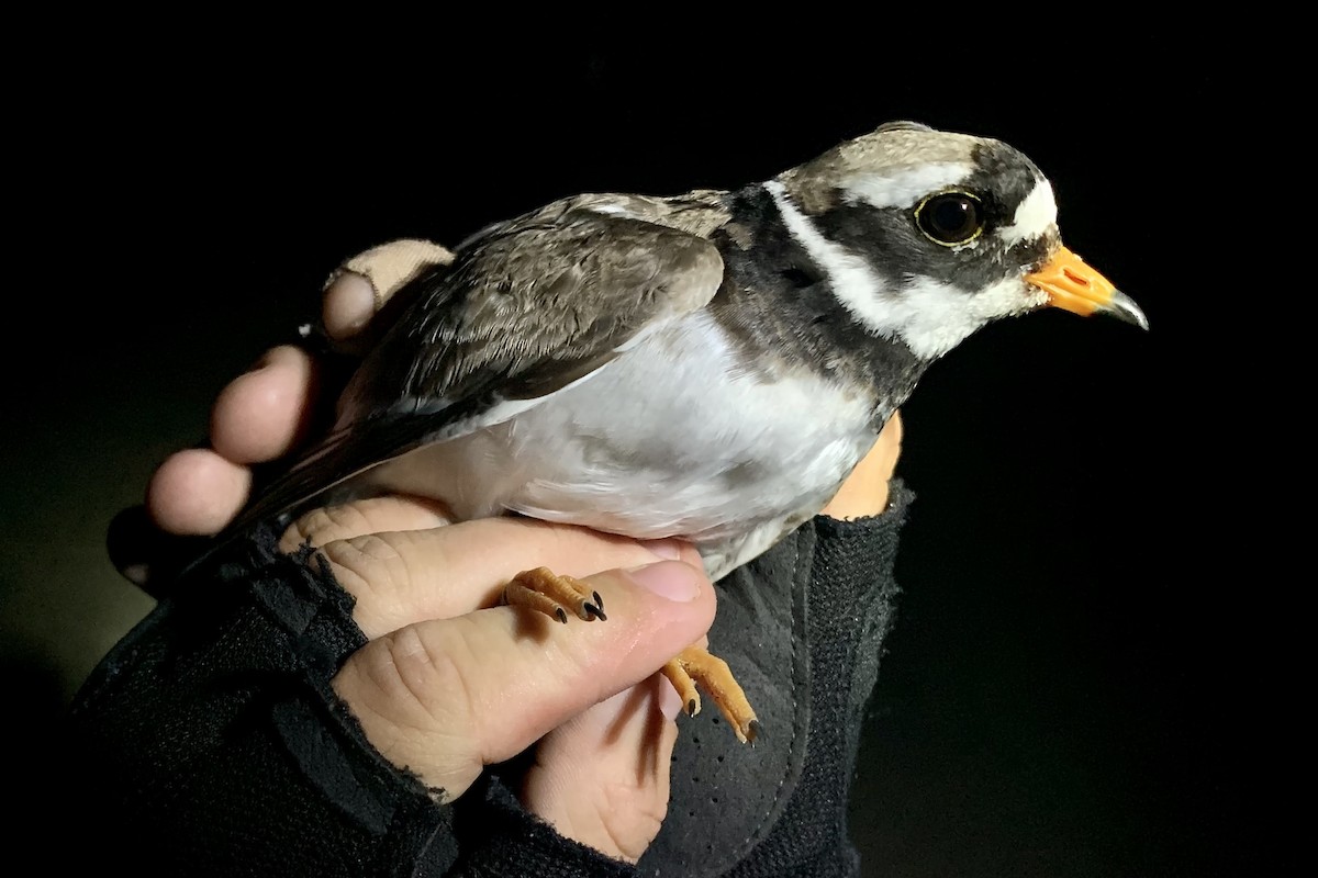 Common Ringed Plover - ML620634522