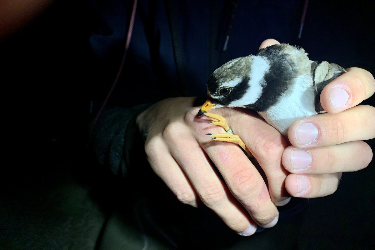 Common Ringed Plover - ML620634528