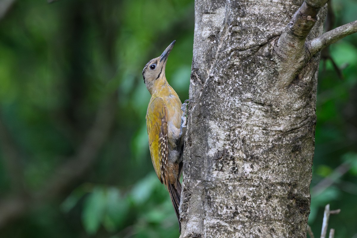 Gray-headed Woodpecker (Black-naped) - David Southall