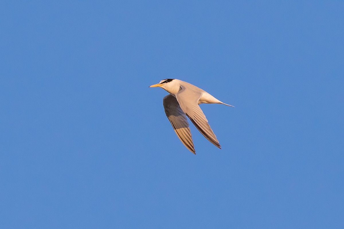 Little Tern - ML620634533