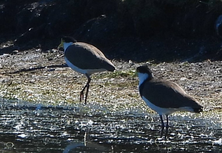 Masked Lapwing - ML620634539