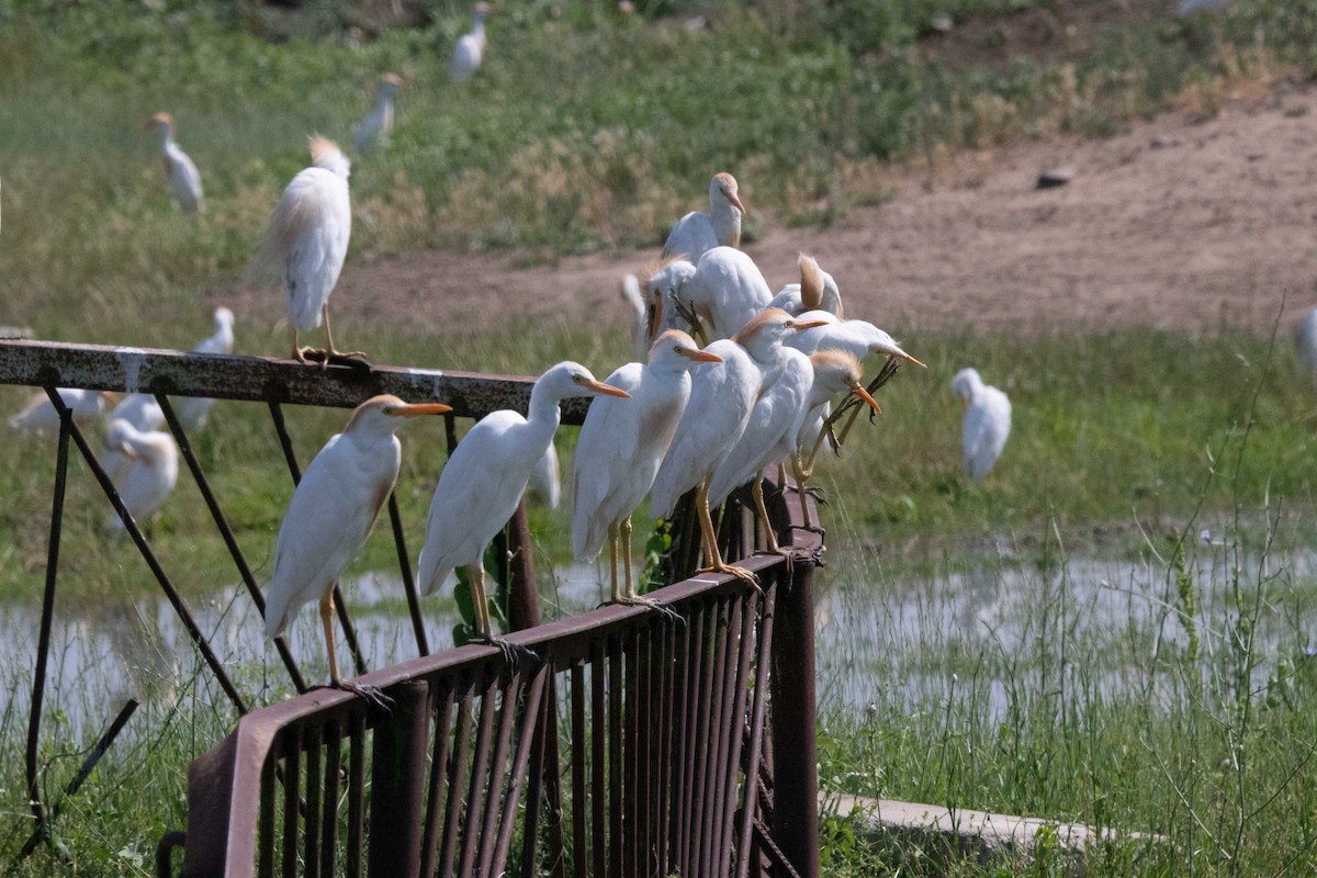 Western Cattle Egret - ML620634542