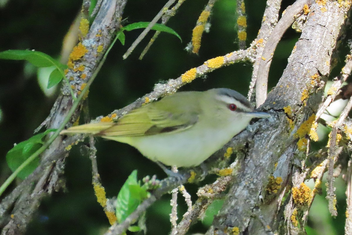 Vireo Ojirrojo - ML620634547