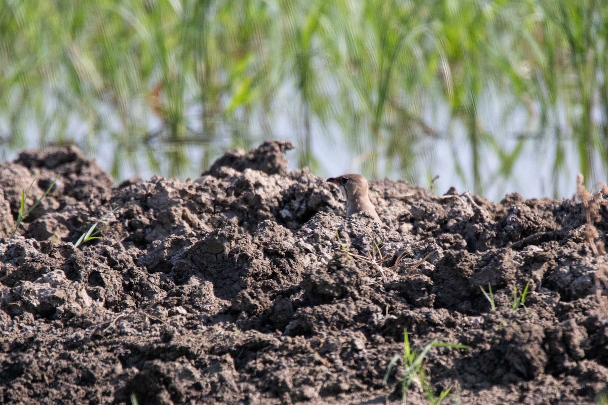 Collared Pratincole - ML620634551