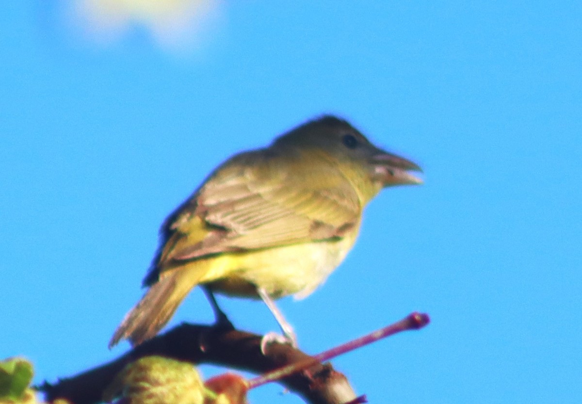 Summer Tanager - ML620634554