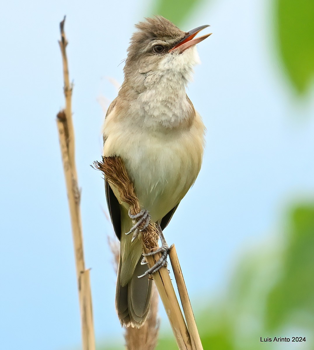 Great Reed Warbler - ML620634559