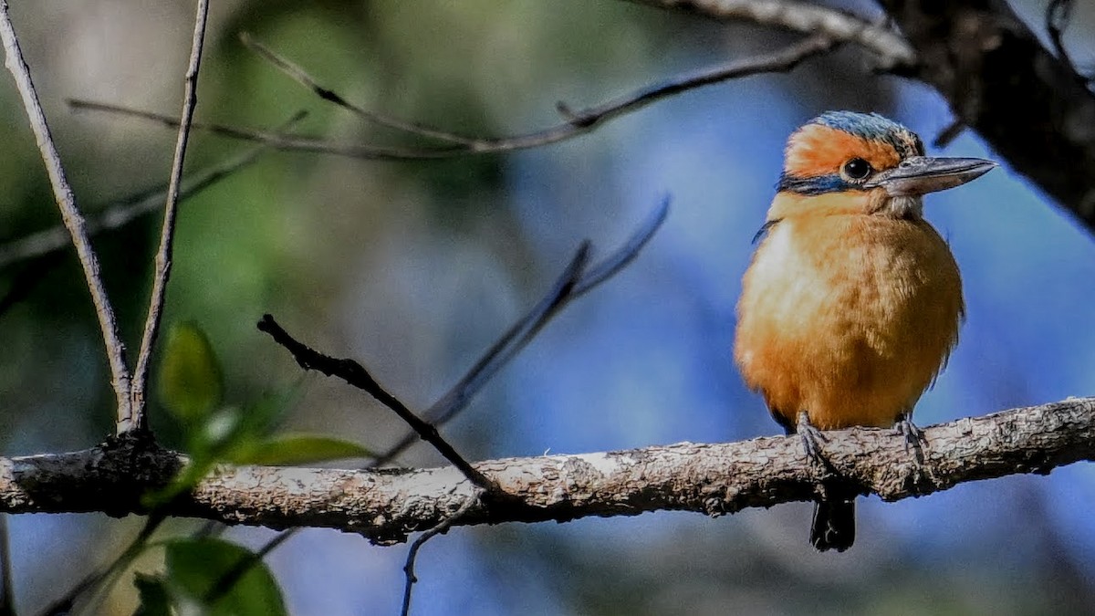 Cinnamon-banded Kingfisher - ML620634561