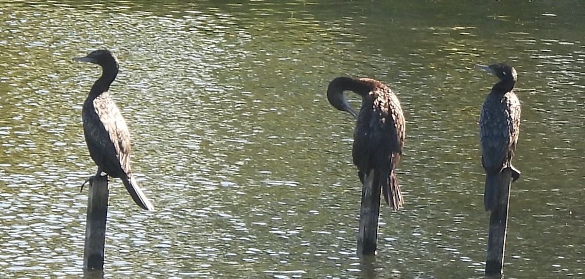 Little Black Cormorant - ML620634565