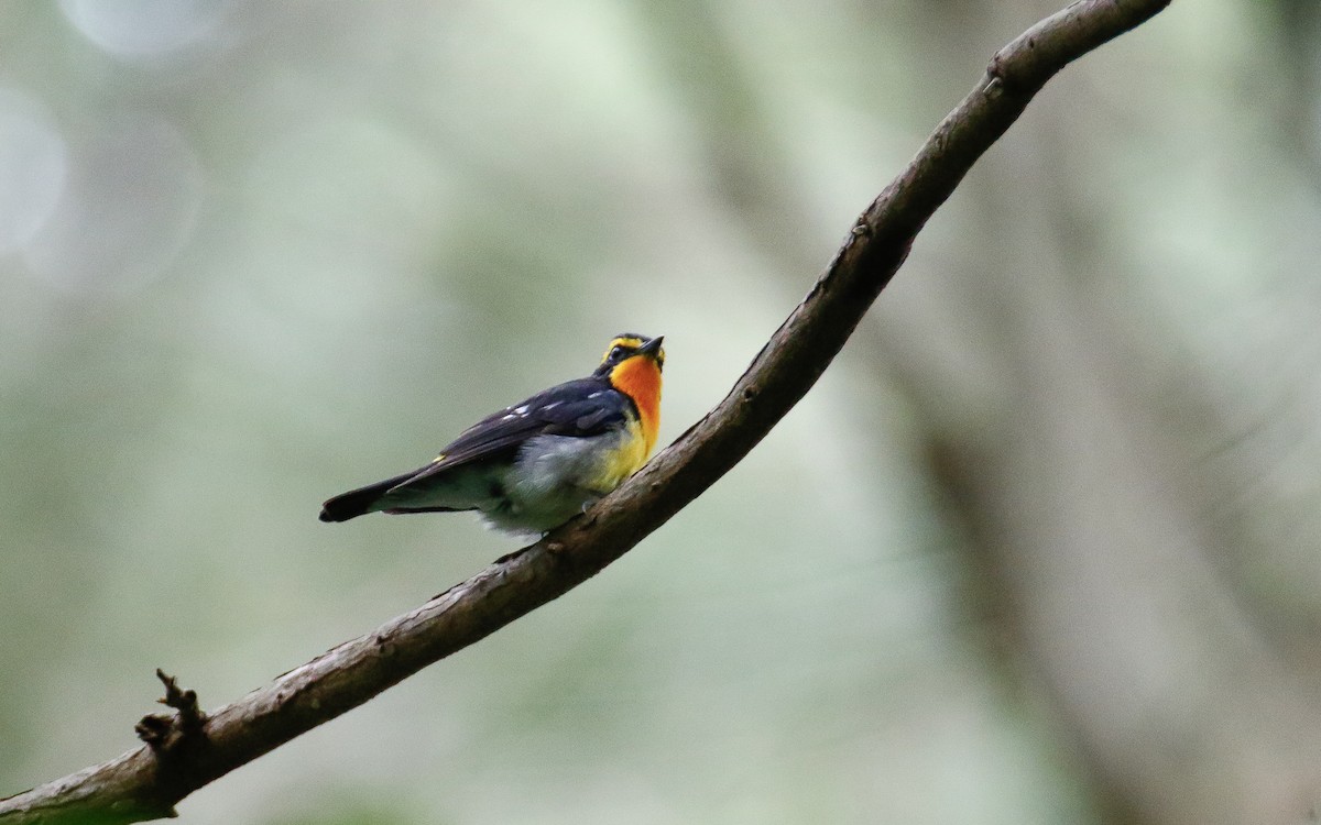 Narcissus Flycatcher - ML620634567