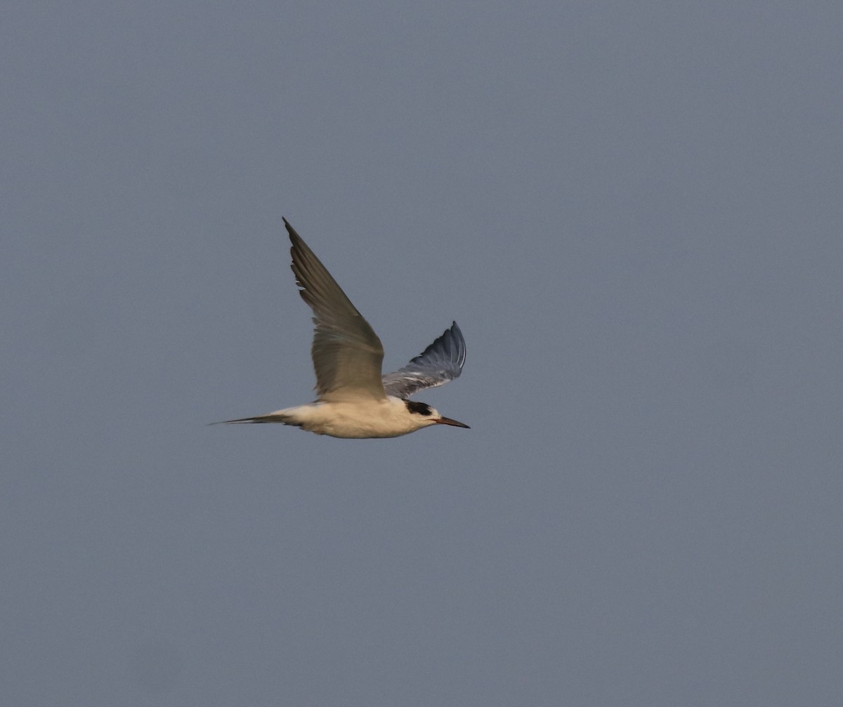 White-cheeked Tern - Afsar Nayakkan