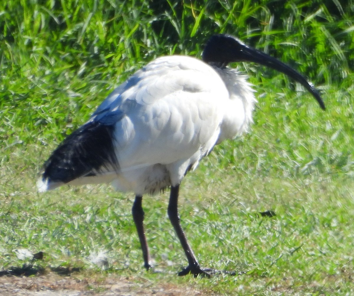 ibis australský - ML620634602