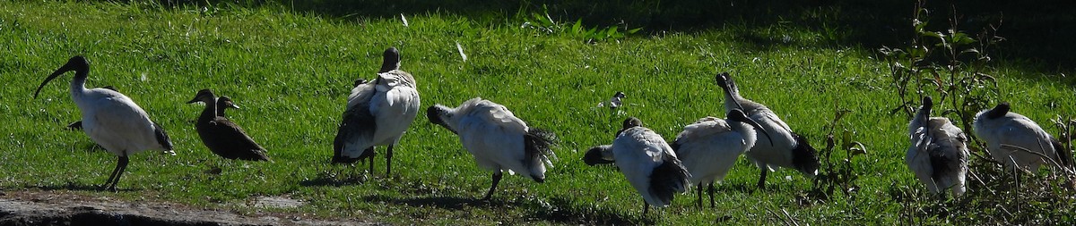 ibis australský - ML620634604