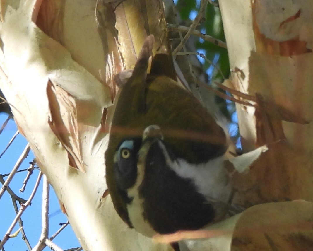 Blue-faced Honeyeater - Suzanne Foley