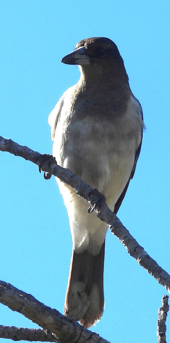 Pied Butcherbird - ML620634616