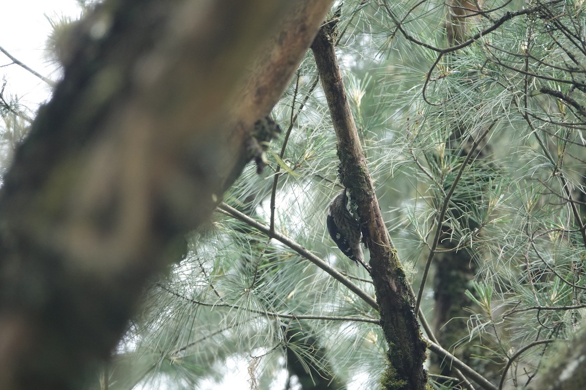 Gray-capped Pygmy Woodpecker - ML620634625