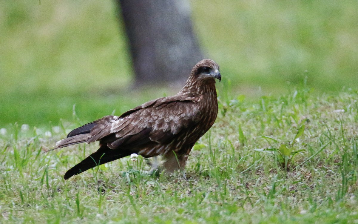 Black Kite (Black-eared) - ML620634636