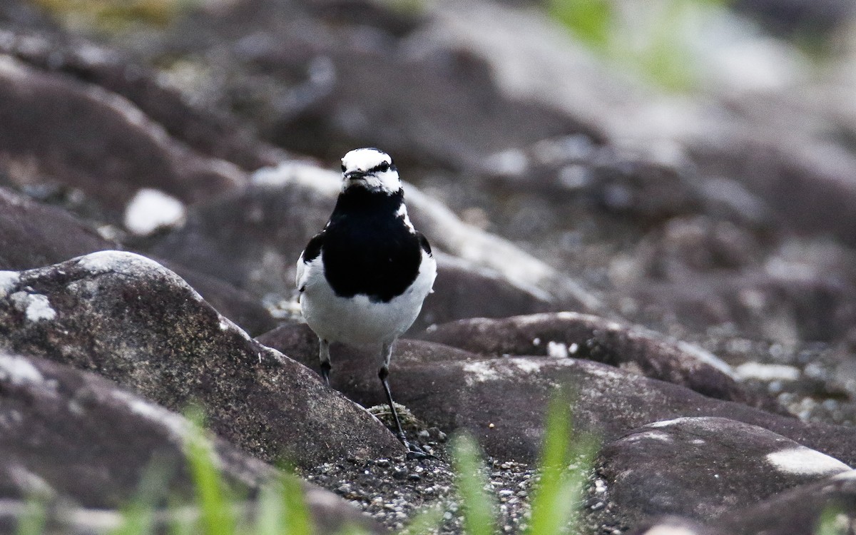 White Wagtail (Black-backed) - ML620634637