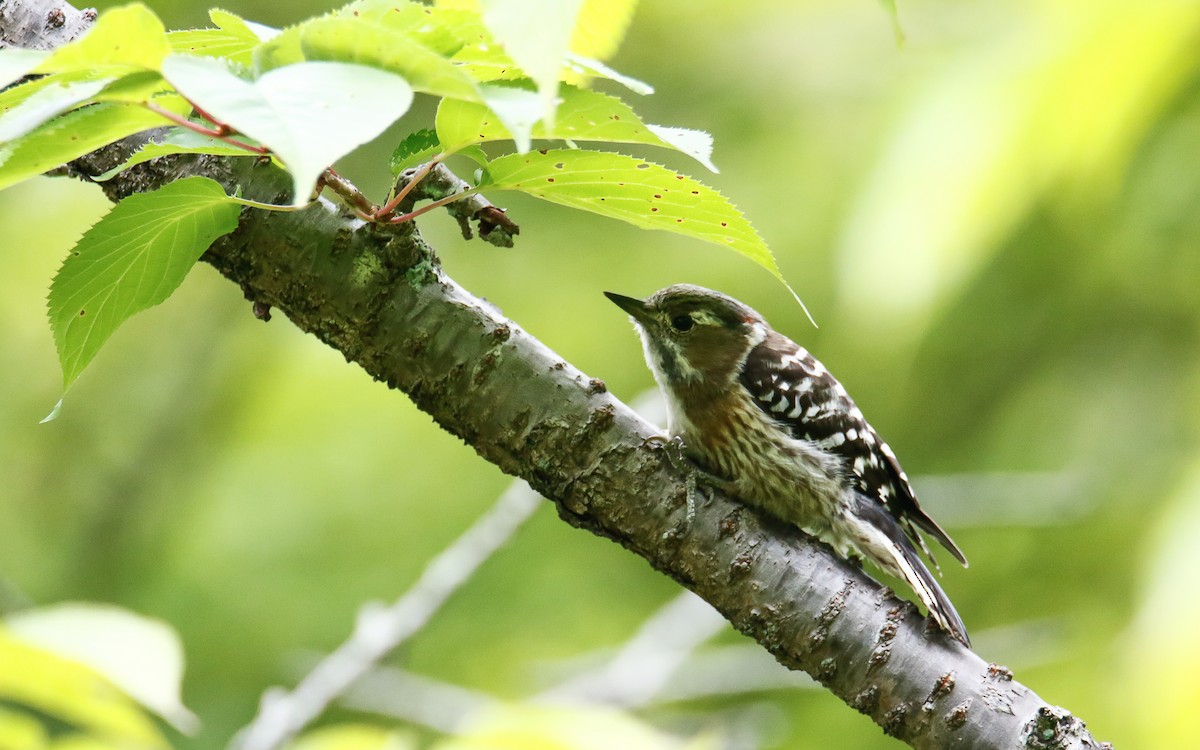 Japanese Pygmy Woodpecker - ML620634638