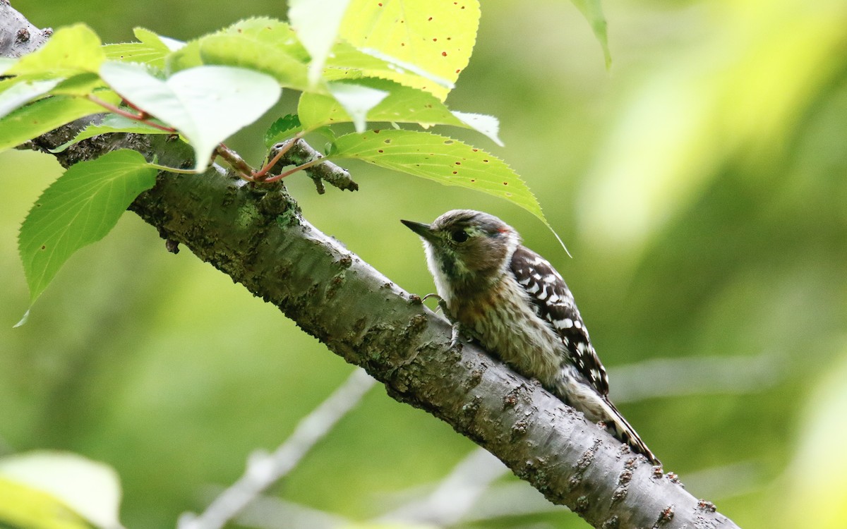 Japanese Pygmy Woodpecker - ML620634639