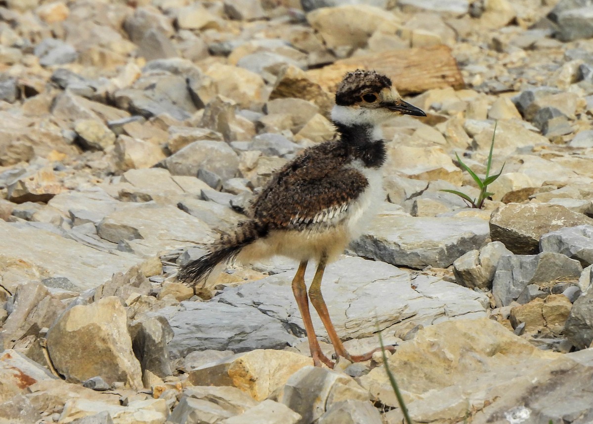 Killdeer - ML620634640