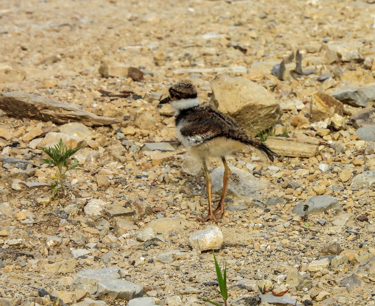 Killdeer - ML620634642