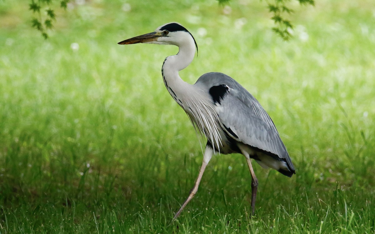 Gray Heron (Gray) - ML620634650