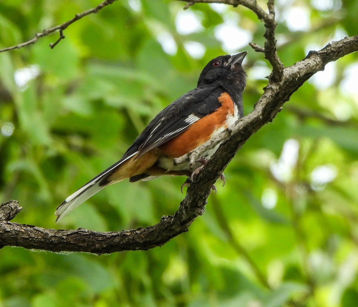 Eastern Towhee - ML620634657