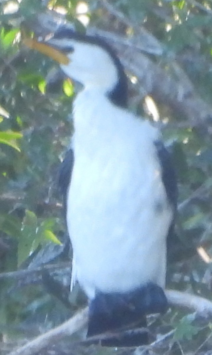 Little Pied Cormorant - ML620634666