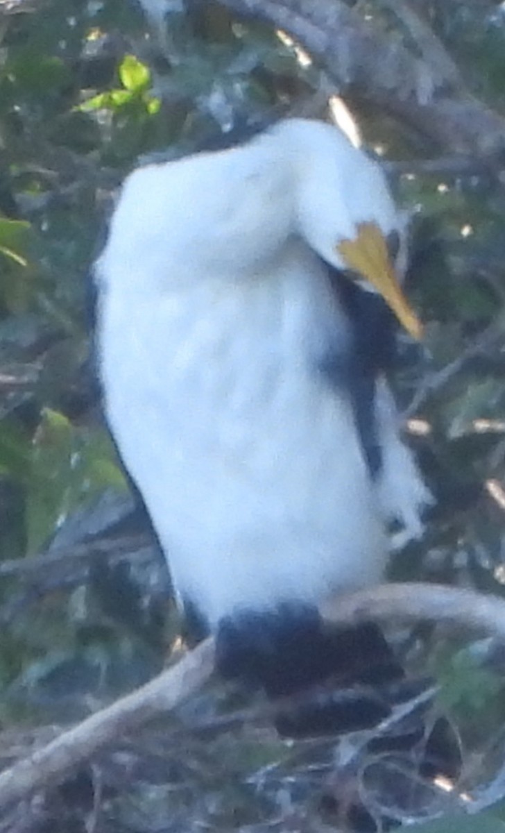 Little Pied Cormorant - ML620634668