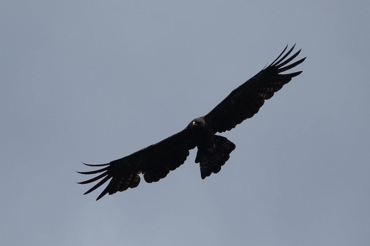 Black Eagle - ML620634674
